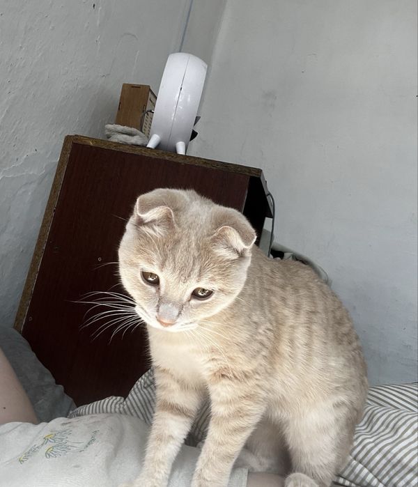Продается кошечка вислоушка