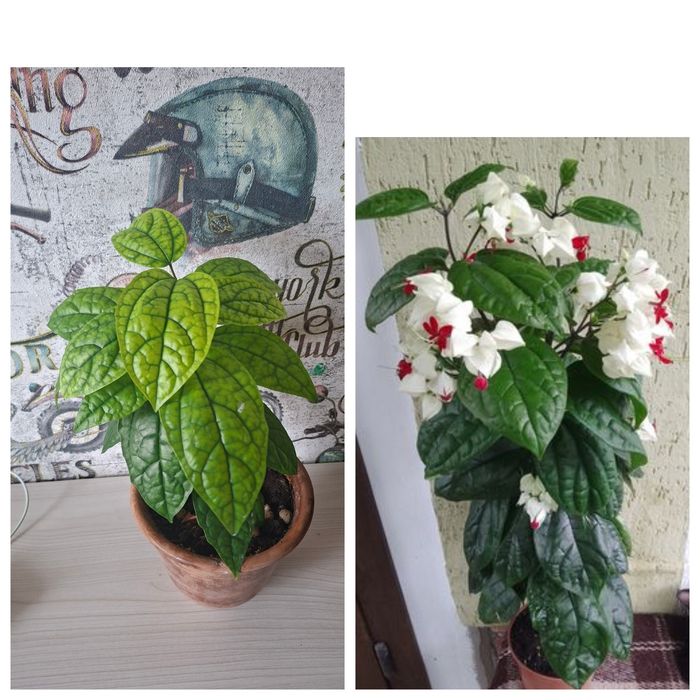 Продам комнатные цветы