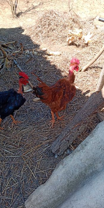 Vand cocos gat golas de transilvanya