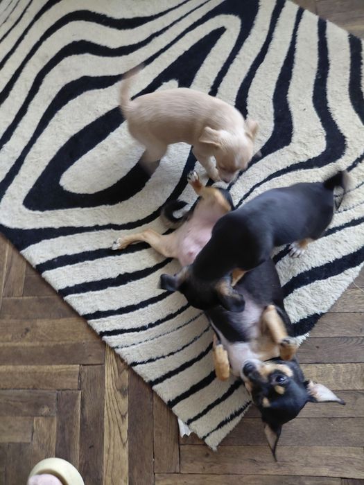 Чихопинчерчета търсят своя дом