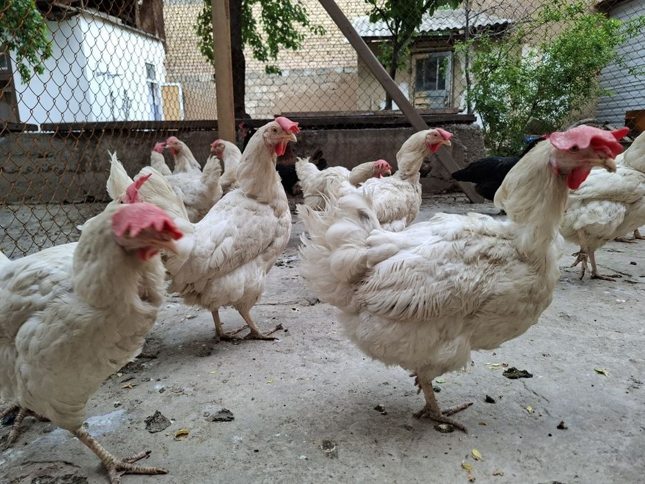Белые куры несушки