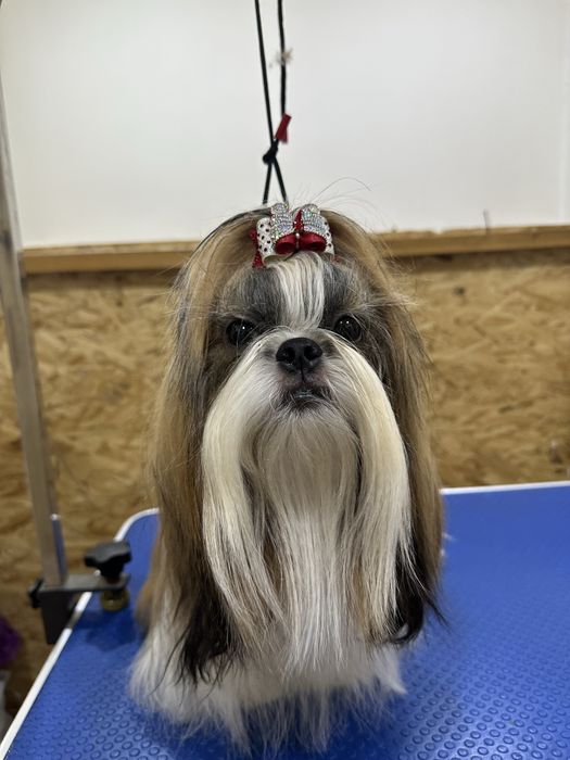 Очень красивые щенки ши-тцу