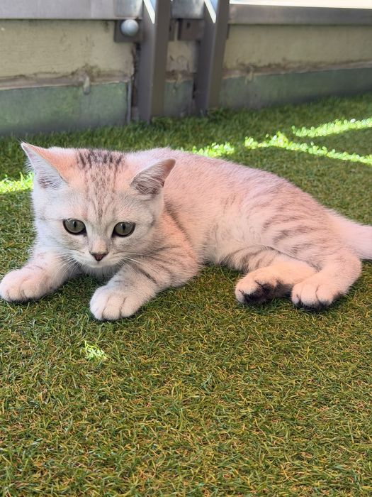 Британска котка на 3 месеца