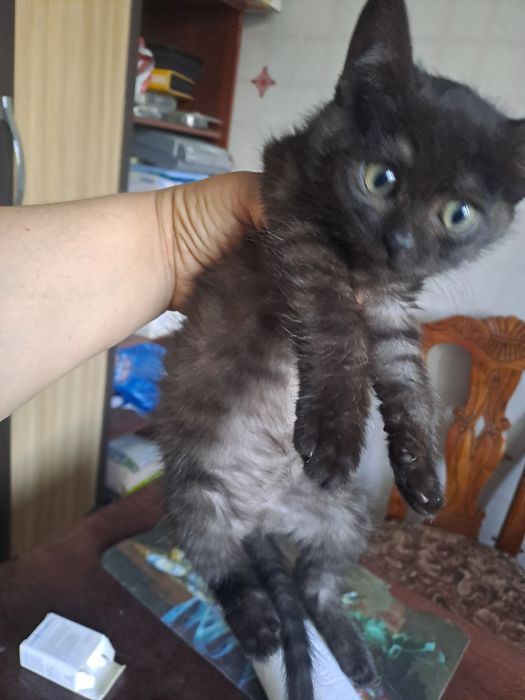 Красивые котята 1.5 мес. в добрые руки!
