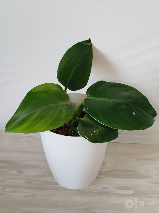 Feladendron Green Prinses