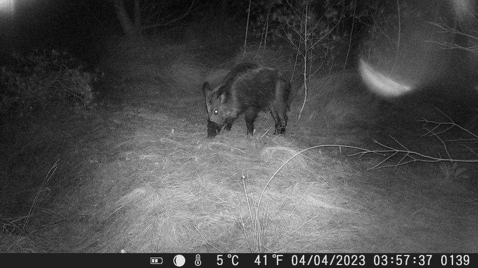 Малка ловна камера 20MP