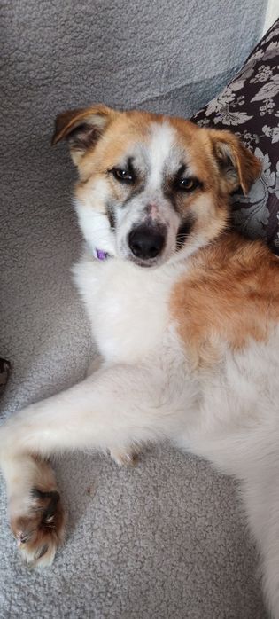 Пристраивается пёсель в хорошие руки.