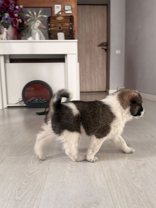 Продам щенков лайки