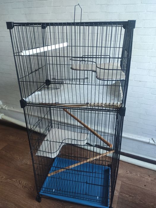 Продам двух крыс вместе с клетками