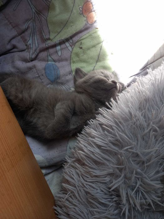 Продам котят британцев