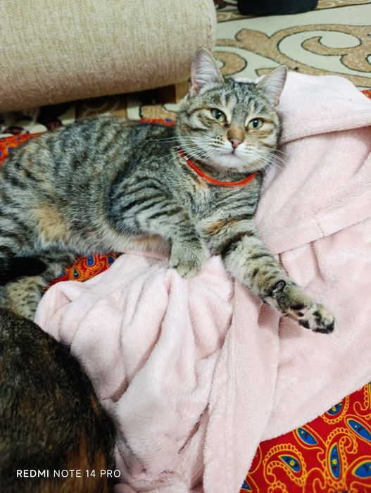 Кошка в добрые руки