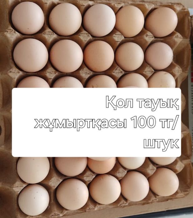 Жұмыртқа сатылады