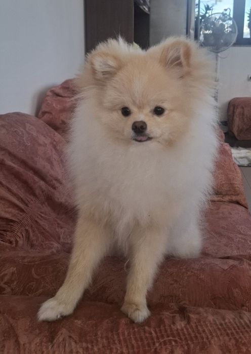 Мини померан мъжки - 9 м.!