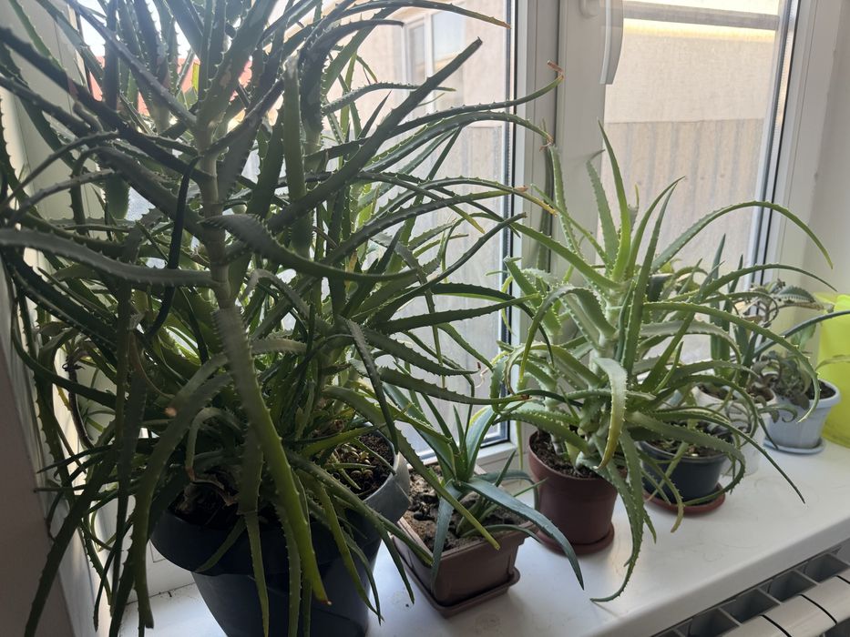 Комнатные растения много