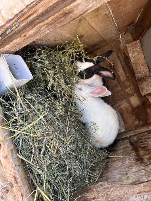 Iepurași de vanzare