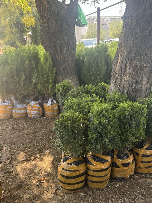 Арча ва манзарали кучатлар, томарка хизмати