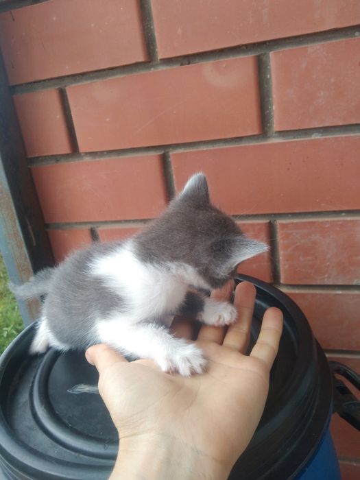 Отдам котят от мышеловки