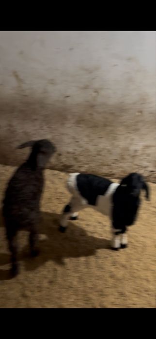 Осы екы козылы кой сатылады