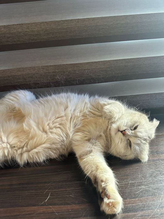 Шотландская Веслоухая