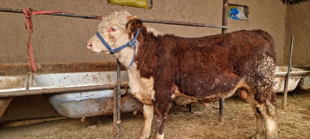 Buqa rassiadan kegan grinford sotiladi