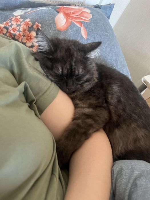 Котенок 6 месяцев