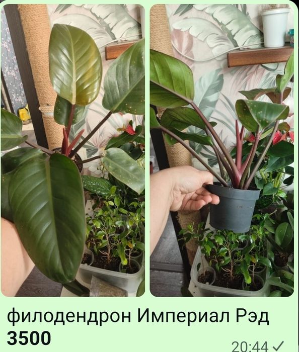 Горшочные растения