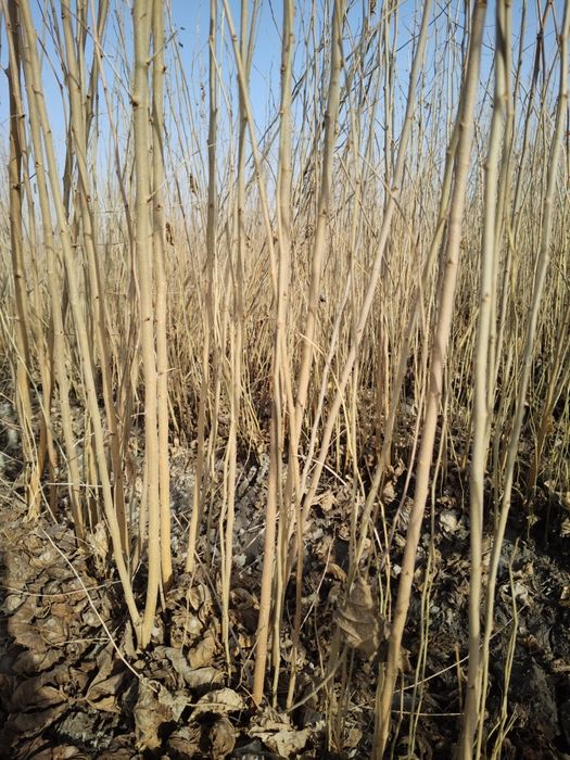 Tut kuchatlari , payvand balxi,sensa