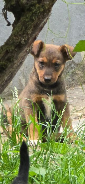 Donez 4  Catei talie medie Tinca Ursad Bihor