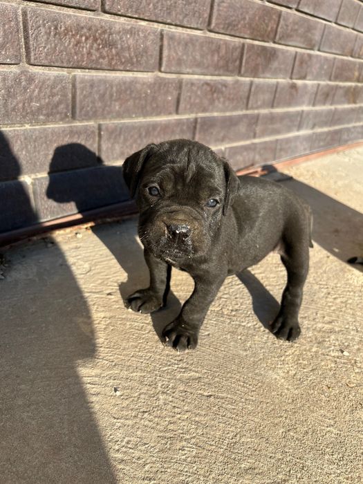 Животные, собаки