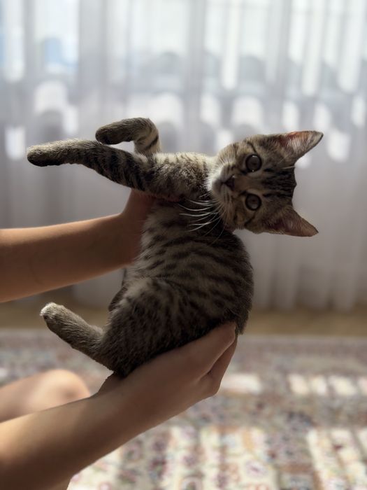Котенок в хорошие руки
