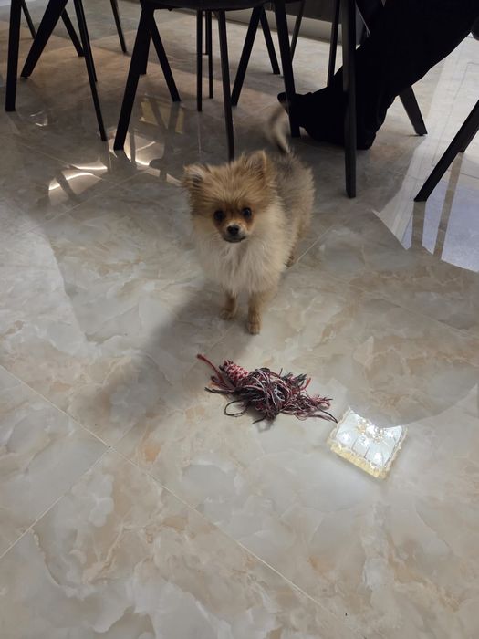 Сладко померанче