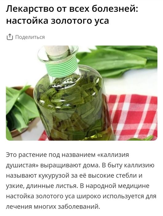 Растение золотой ус