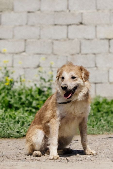 Рокки ждет своего человека!