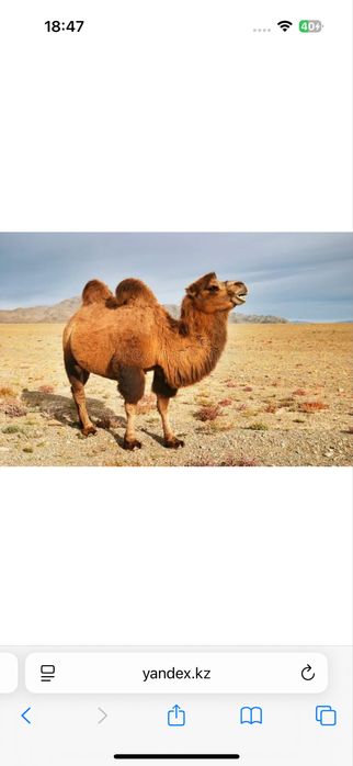 Шубат (Қымыран) Түркестанский