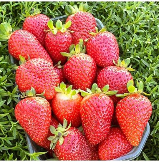 Stoloni căpșuni Albion livrare gratuita in Iași  și în apropiere