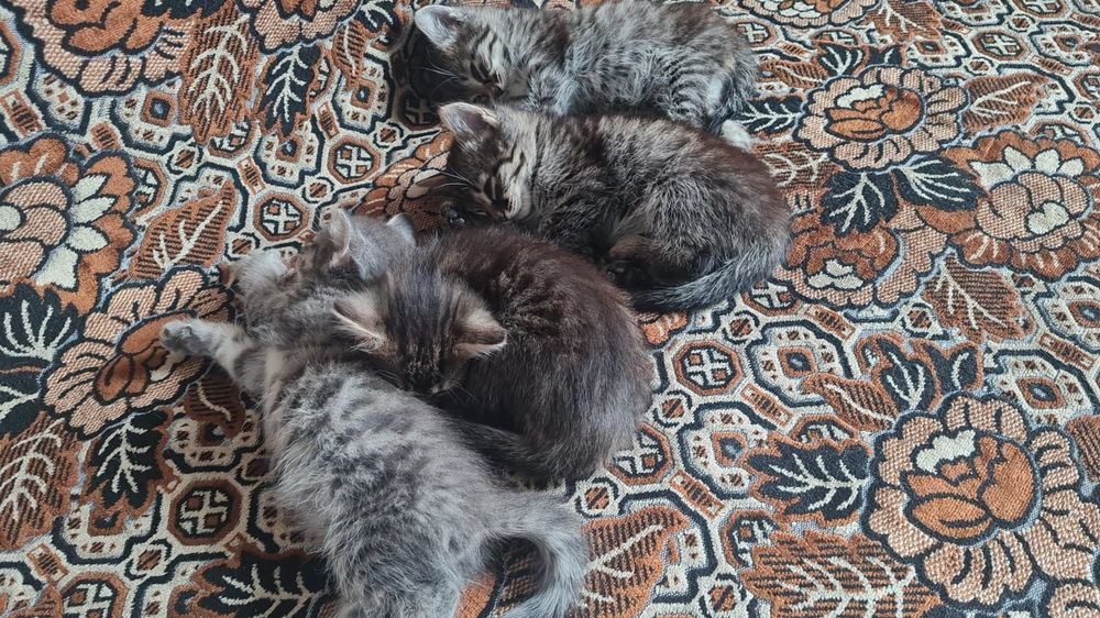Милые, пушистые котята