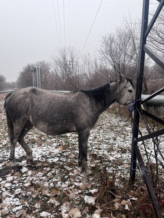Бие сатылады 700 000 тг