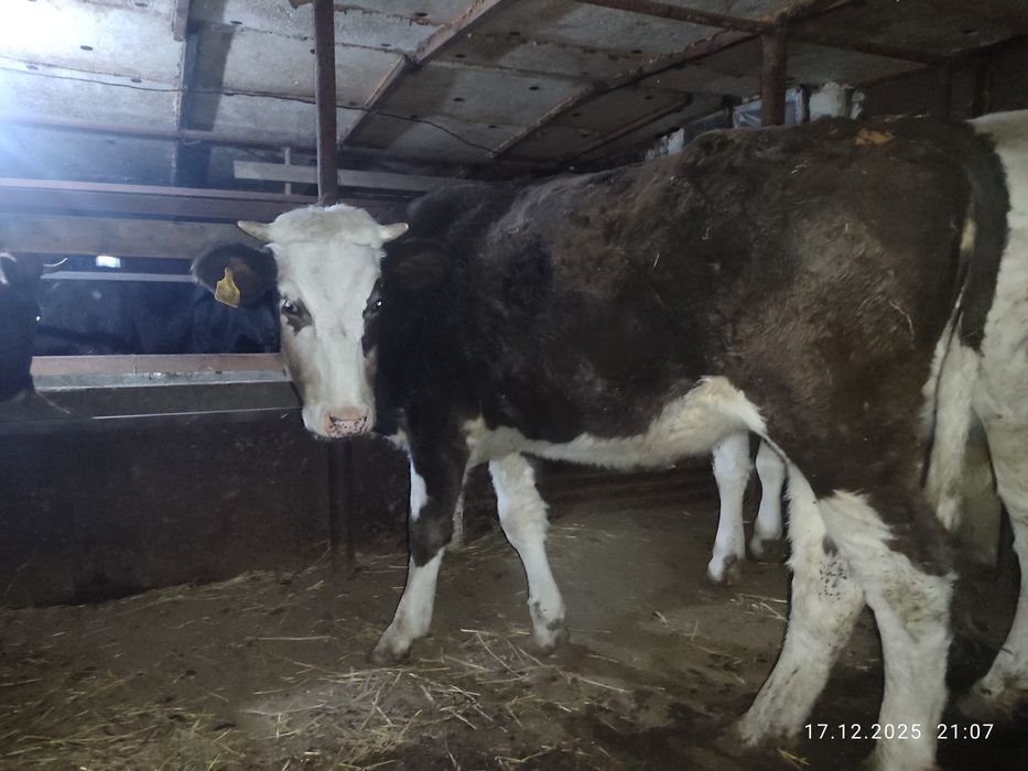 Кашарлар  сатылады!Продаются  телки!