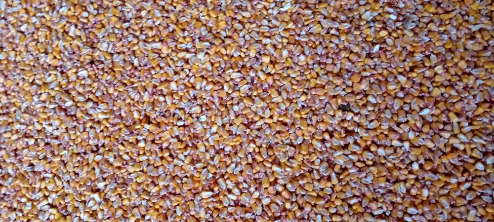 Porumb pioner recolta proprie