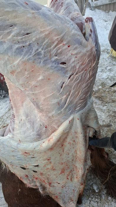 Жылқы етті сатылады