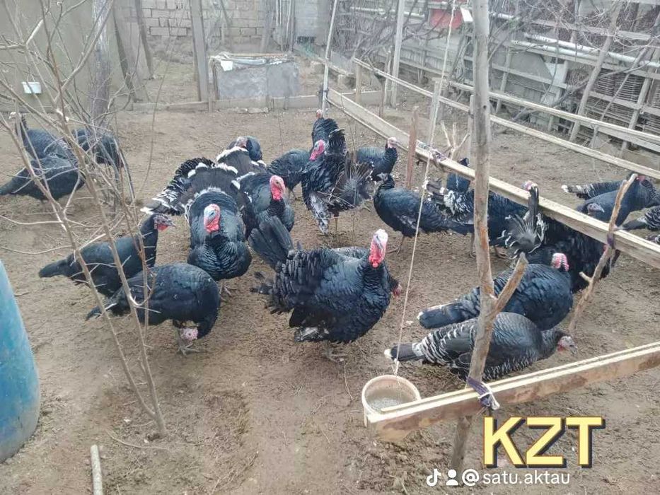 27 Индюк Индейка Күркетауық Түйетауық үндік ундик ундук Жұмыртқа Яйцо