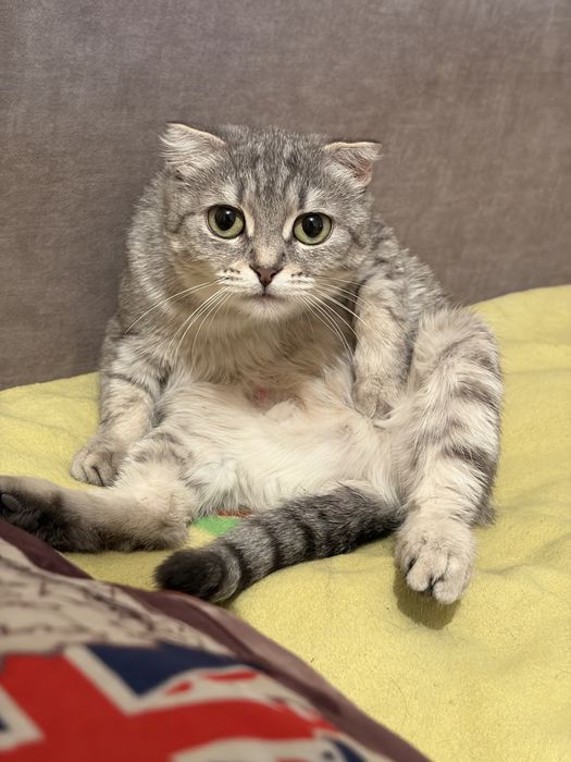 Отдам кошку девочку в добрые руки