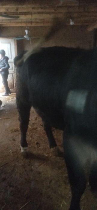 Boʻqa sotiladi , Manzil Namangan viloyati Chust tumani Gʻova qishlogʻi