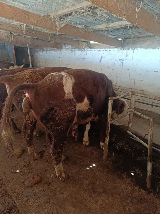 Продам 1.5 годовалых быков