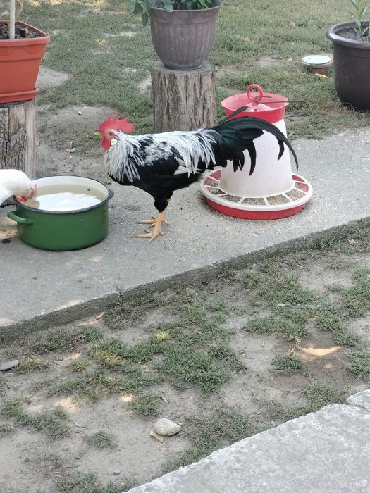 Cocos Italiana argintie 5 luni.