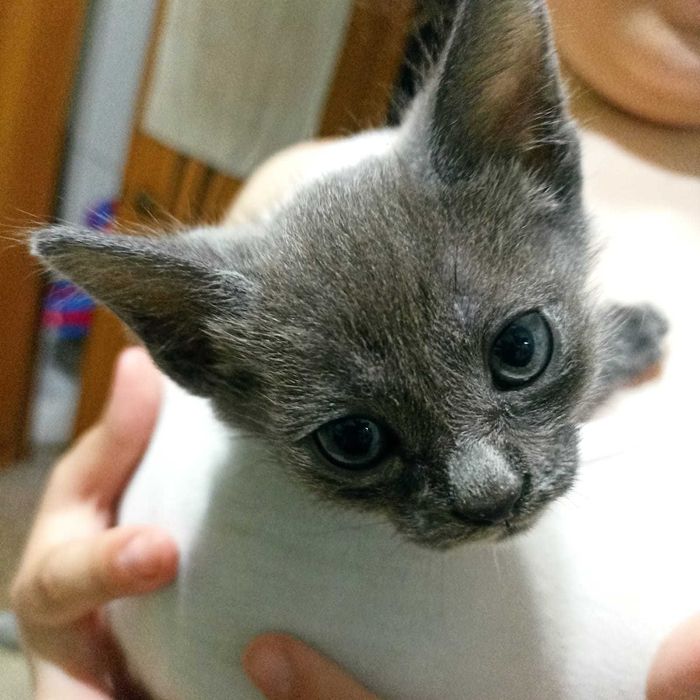 Отдам котенка в хорошие руки