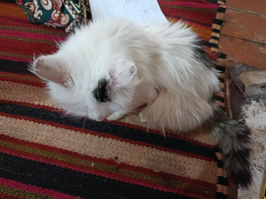 Chiroyli mushuk va uzun yungli