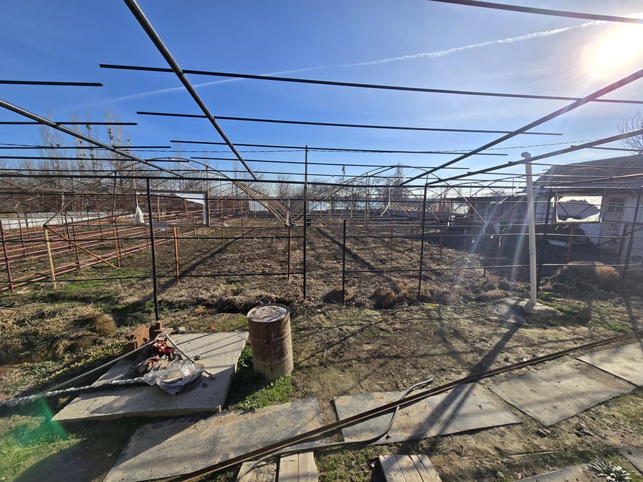 Теплица дмитровта