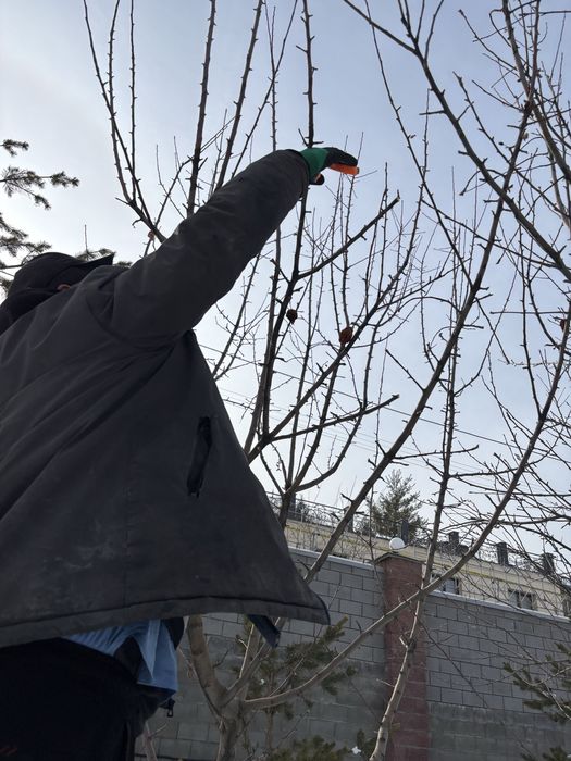 Обрезка деревьев