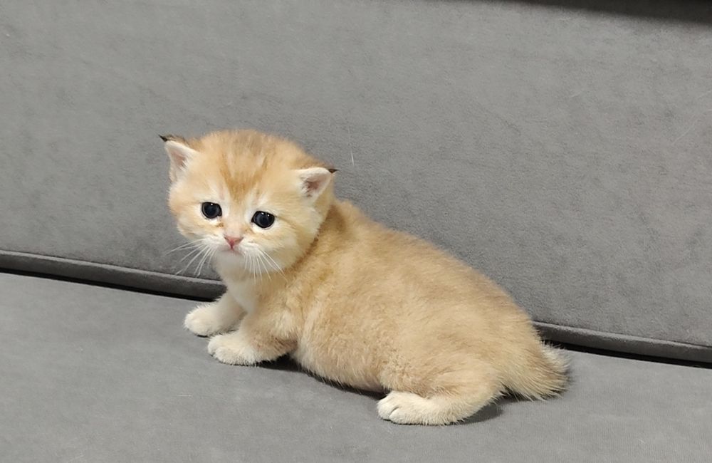 Золотой Мальчик шиншилла